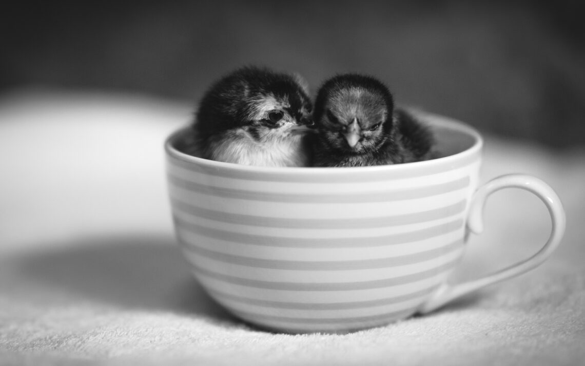 Two chicks in a tea cup